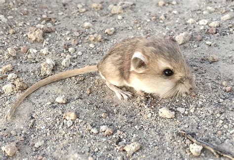 How Kangaroo Rats Escape Rattlesnakes The New York Times | lupon.gov.ph