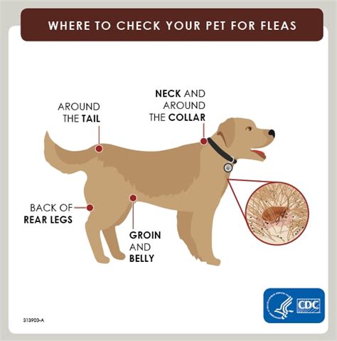 How Can I Keep Fleas Off My Dog