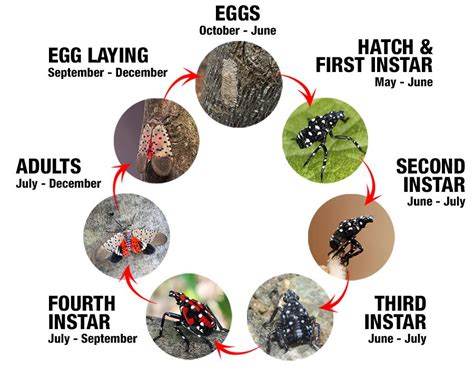 Spotted Lanternfly | Lifecycle | Spotted LanternFly