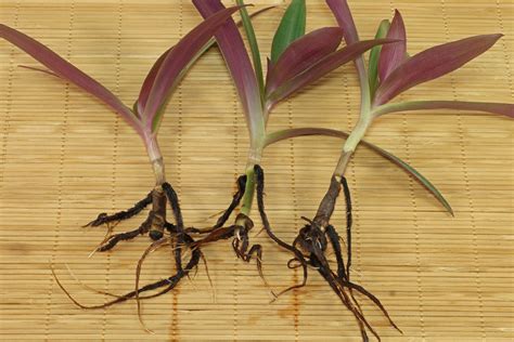 How to grow Tradescantia spathacea from cuttings