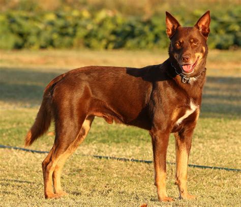 Find your Australian Kelpie puppy for sale | Puppies.com