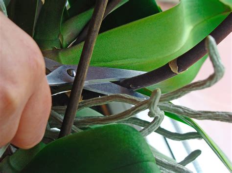 How to Prune an Orchid - Step by Step Guide - Brilliant Orchids