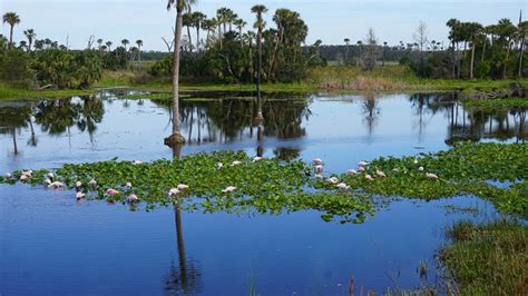 Orlando Wetlands Park | Trails & Travel