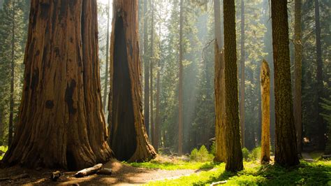 Sequoia National Park Wallpapers - 4k, HD Sequoia National Park ...