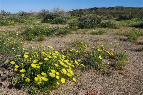 Anza-Borrego Desert Wildflowers Super Bloom 2019 - State Park Guide