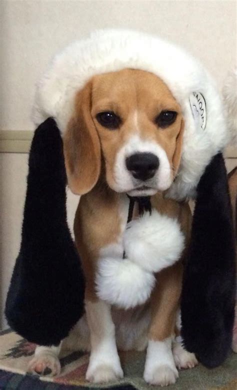 Beagle Puppy For Adoption In Michigan