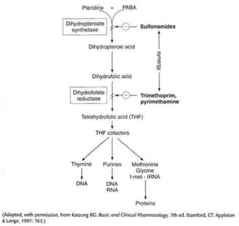 Sulfonamides - Microbiology - Medbullets Step 1