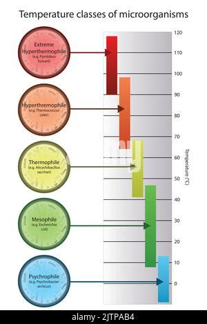 Diagram of microorganism classification by optimal growth temperature - Psychrophile, Mesophile ...