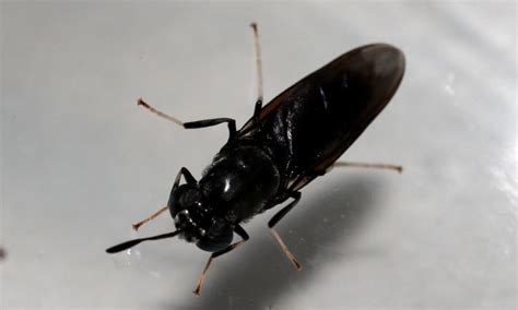 Is the Black Soldier Fly the Protein of the Future? | JAPAN Forward