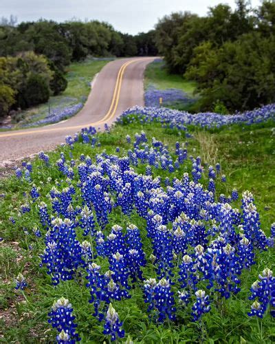 Paisajismo a lo largo de las carreteras: lo que debe saber sobre las plantas de las carreteras ...