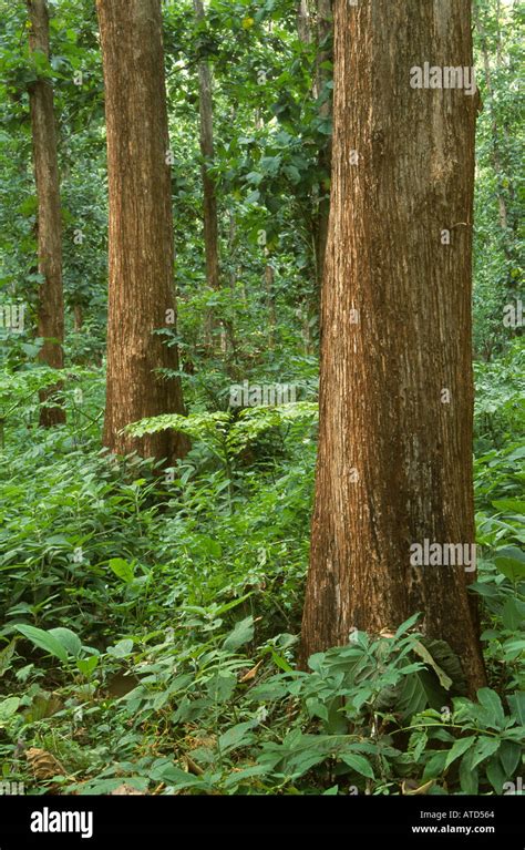 Protani teak plantation Langseung Java Stock Photo - Alamy