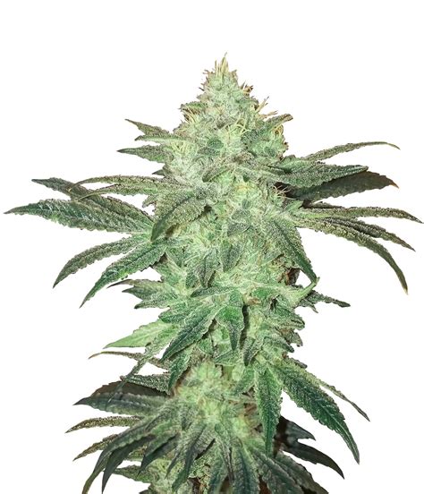 Stardawg Strain - Growing Tips and Medical Effects | Marijuana Guides