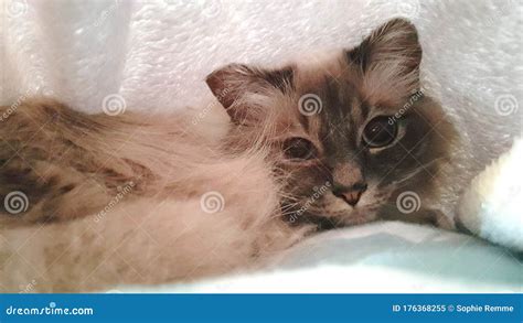 Cat are Chilling at the Couch Stock Image - Image of fluffy, chilling ...