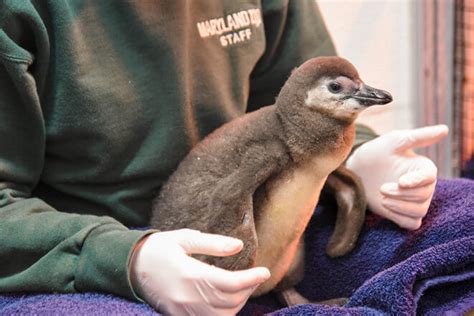 Maryland Zoo Announces Penguin Chick Name | The Maryland Zoo