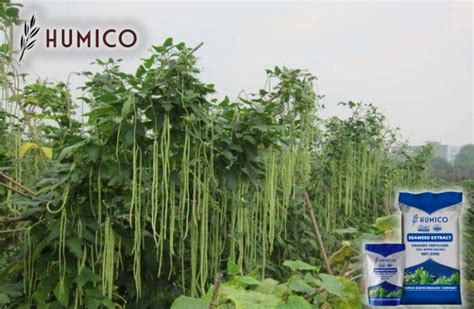 Exploring the Benefits of Ascophyllum Nodosum for Plants - Humico