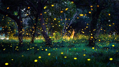 Your summertime guide to enjoying the magic of fireflies - Earth.com