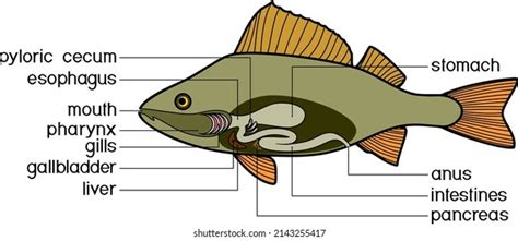 Scheme Structure Fish Digestive System Educational Stock Vector ...