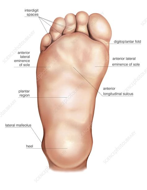 Anatomy regions of the right foot - Stock Image - C020/0217 - Science Photo Library