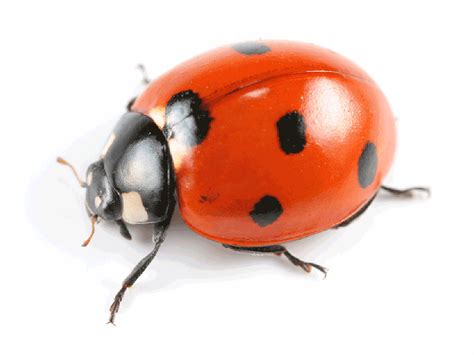 Ladybugs - Control, Extermination & Removal | Modern Pest Services