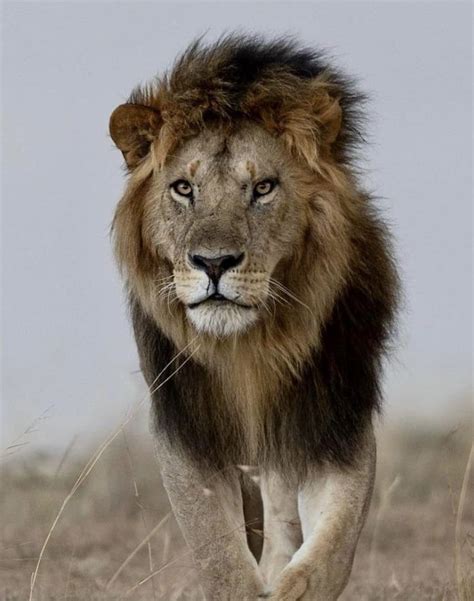 Pride male lion: Osupaat in Olare Motorogi Conservancy