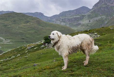 The Top 5 Dog Breeds That Protect Sheep - PatchPuppy.com