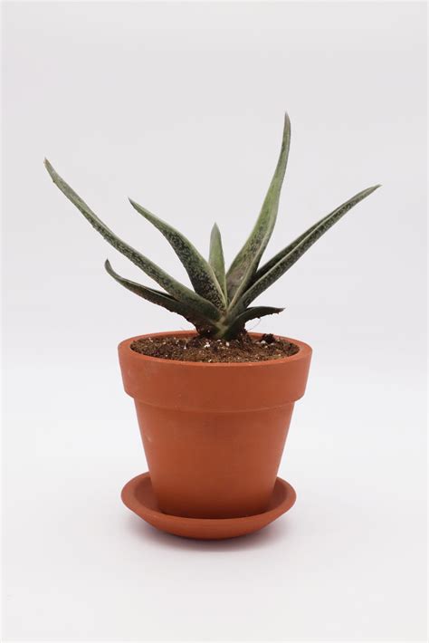 Gasteria Plant – Plantciti | Few Clicks for Greenry