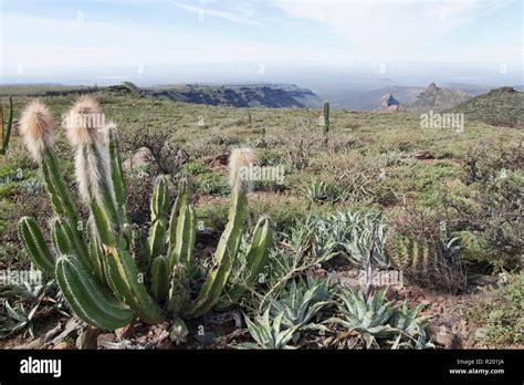 Arid landscape semi desert hi-res stock photography and images - Alamy