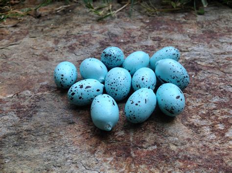 Blue Bird Eggs With Brown Spots | Hot Sex Picture