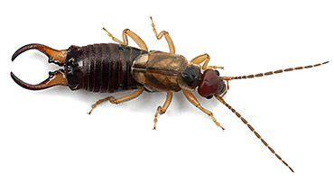 Earwigs Prevention Tips & Techniques - Servitix