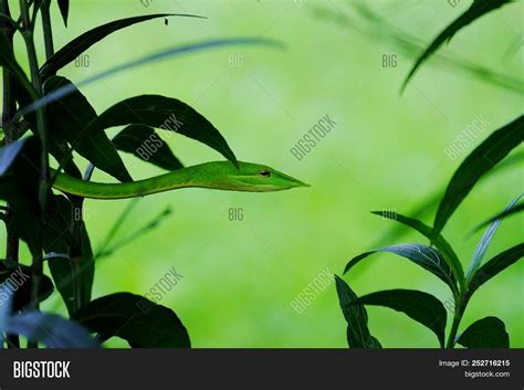 Green Vine Snake Image & Photo (Free Trial) | Bigstock