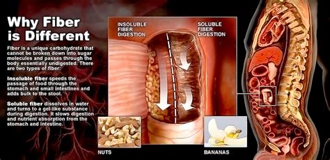 Soluble Vs. Insoluble Fiber - StoryMD