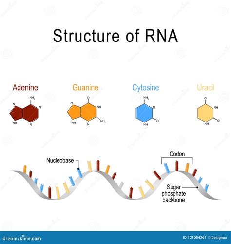 Structure of RNA stock vector. Illustration of molecular - 121054261