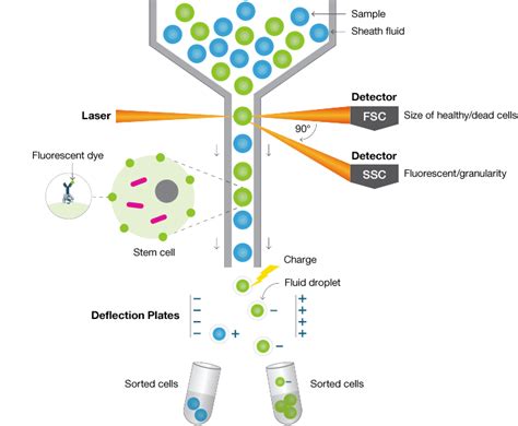 T Cell Flow Cytometry