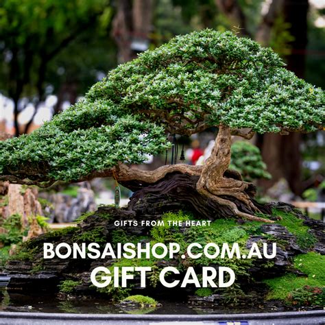 Gift Card | Buy Bonsai