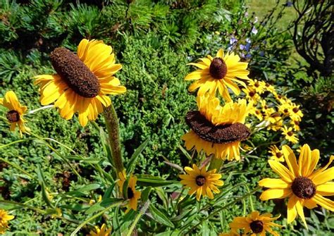 The Recorder - Mutant black-eyed Susans