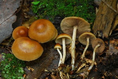 Blue-Foot (Psilocybe caerulipes) · iNaturalist