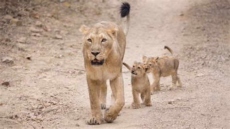 Protecting Asiatic lions in the Gir Forest - YouTube