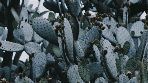 Download wallpaper 3840x2160 cactus, needles, plant, spines 4k uhd 16:9 ...