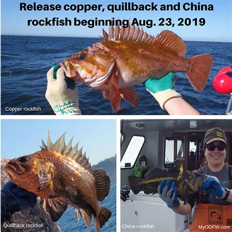 Release copper, quillback and China rockfish beginning Friday, Aug. 23