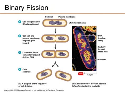 Binary Fission in Bacteria