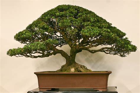 Bonsai | Bonsai, Bonsai styles, Japanese bonsai