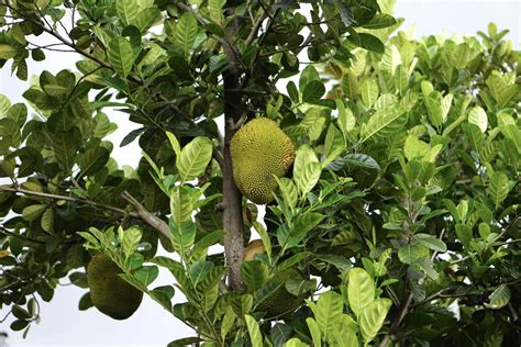 Learn how to grow jackfruit trees (Artocarpus heterophyllus), which bear deliciously sweet fruit ...