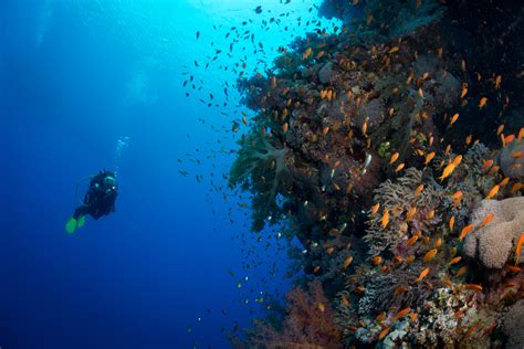 Red Sea Diving Guide - Regions, Seasons and MORE (2024)