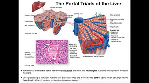 Portal Triad Histology Labeled