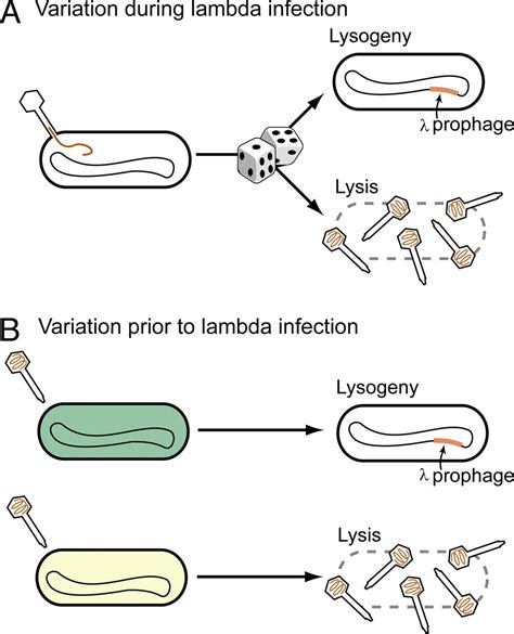 Determination of cell fate selection during phage lambda infection | PNAS