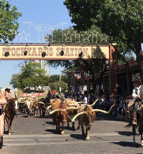 Fort Worth cattle drive in old town. May 2107. | Cattle drive, Old town, Fort