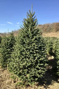 Canaan Fir | Wells Christmas Tree Farm