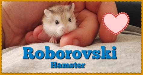 Robo Dwarf Hamster Care / Roborovski Facts - DwarfHamsterHome.com