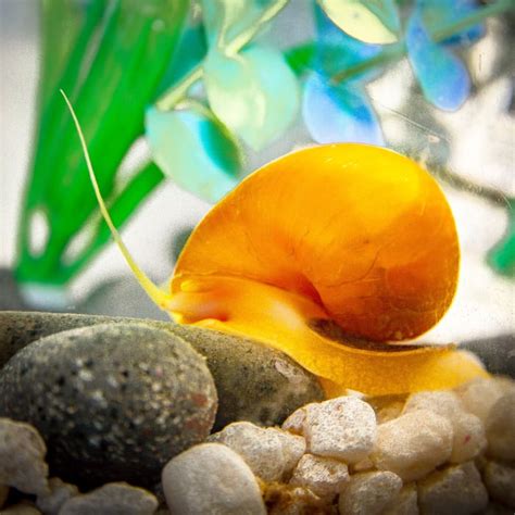 Freshwater Aquarium Snails - PetHelpful