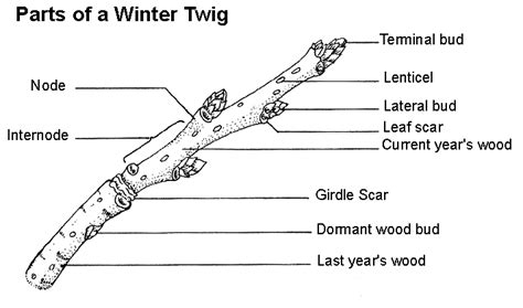 Plant Stem Diagram